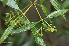 Image result for Coptosperma