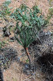 Image result for Gethyllis