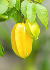 Image result for Averrhoa carambola