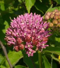 Purple Milkweed Asclepias Purpurascens