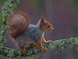 Black And White Squirrel Like Animal Voice Of Nature Cute Animals Animals Friends Squirrel