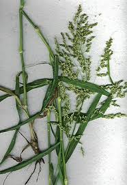 Image result for Panicum brevifolium