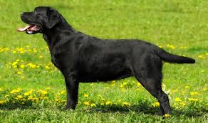 English Lab Your Guide To The English Labrador Retriever