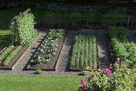 Half Of The Whole Backyard Vegetable Garden Design Garden Layout Home Vegetable Garden