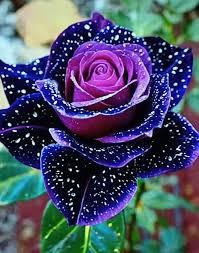 Pretty flowers - Pretty flowers added a new photo.