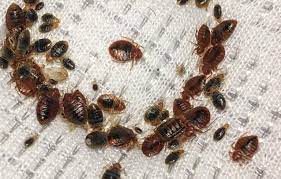 Bed bugs reproduce very fast and make a lot of new bed bugs in a small amount of time. Pest Control For Bed Bugs Bed Bug Removal Greenville Spartanburg Anderson Columbia Lexington
