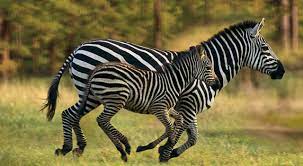 In this post we will look at the world of the zebras in the wild. Where Do Zebras Live Zebras Habitat