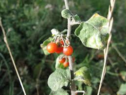Image result for Solanum sp. B