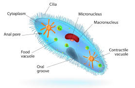 Unicellular Organisms Biology Chemistry Education Science Biology