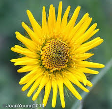Image result for Berkheya speciosa