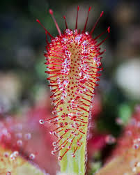 If use dried blood worm, hydration is optional. Plant Facts The Carnivore Girl