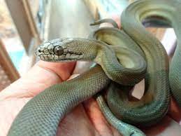 Pin Pa Snakes