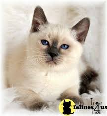 Applehead siamese kittens for sale in virginia. Applehead Siamese Kittens For Sale Petfinder