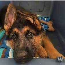 Black And Red German Shepherd Puppies Colors Of The German Shepherd Dog Black And Red When A German Shepherd S Coat Is A De German Shepherd Puppy Funny Black German Shepherd Puppies Gsd Puppies