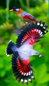 Pin By Special Happy Gifts On Birds Beautiful Birds Animals Beautiful Rare Birds
