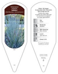 Image result for Schizachyrium claudopus
