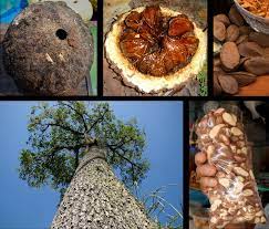 Dig a hole at least twice as wide as the diameter of your plant's roots and at least 2 feet deep. Brazil Nut Wikipedia