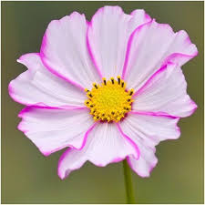 Picotee Cosmos Seeds Cosmos Bipinnatus Wildflower Seeds Flower Seeds Cosmos