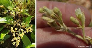 Image result for Parinari capensis