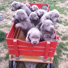 Check spelling or type a new query. Sutherland Silver Labs Home Facebook