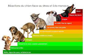 Tout ce qu'il faut savoir sur l'éducation du chien, les techniques de dressage et d'apprentissage. Chien Qui Grogne Pourquoi Et Que Faire Quand Mon Chien Agresse