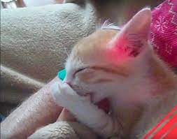 The only time to really worry about your cat suckling in their sleep is if they are suckling excessively day or night. Kitten Can T Sleep Without His Precious Security Thumb
