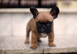 Find french bulldogs and puppies from wisconsin breeders. Furry Babies Inc Blog Latest News Information In The Puppy World