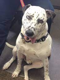 26 pitbull dalmatian mix = pitmatian. Dalmatian Pitbull Mix Imgur