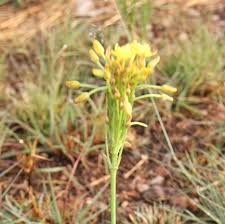 Image result for Bulbine capitata