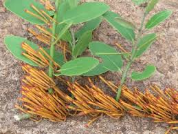 Image result for Phragmanthera