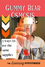 Are Gummy Bears Permeable Gummy Bear Osmosis Gummy Bear Osmosis Osmosis Gummy Bear Experiment