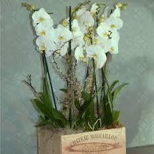 We did not find results for: Orchids In A Wine Box Kensington Flowers