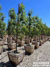 Image result for Limosella grandiflora