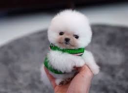 All our pomeranian are very healthy and good with children and other pets and will come with a health certificate and 30 days money back guarantee. Pin By Kendra On Micro Teacup Pomeranians Husky Pet Pomeranian Dog Micro Pomeranian