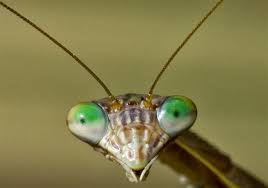 Check spelling or type a new query. Alien Looking Praying Mantis Is An Eating Machine The Blade
