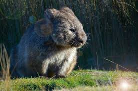 One Autumn Day In Tasmania Australian Animals Wombat Australian Wildlife