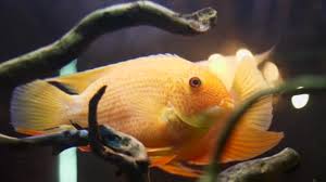 Pasalnya, teknologinya lebih sederhana serta biayanya lebih ikan hias air tawar yang satu ini cukup mudah ditemukan di indonesia. Ikan Bergerak Stok Video Ikan Bergerak Rekaman Bebas Royalti Depositphotos