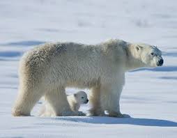 Life In The Arctic Tundra Scholastic Com Arctic Tundra Arctic Animals Arctic Habitat