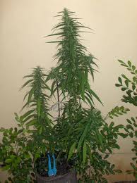 Check spelling or type a new query. Origins Of The Single Bladed Leaf Pattern International Cannagraphic Magazine Forums