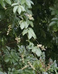 Image result for Paullinia pinnata