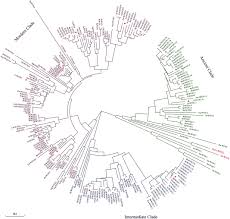 I hope you like my it this vidio and don't forget to like, comment, subs. Genome Wide Identification And Characterization Of Wox Genes In Cucumis Sativus
