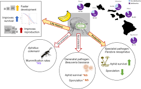 Image result for Buchnera candida