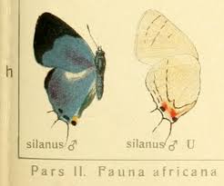 Image result for Agelanthus sansibarensis