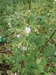 Image result for Satyrium carsonii