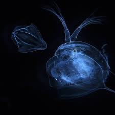 Image result for Dissotis falcipila