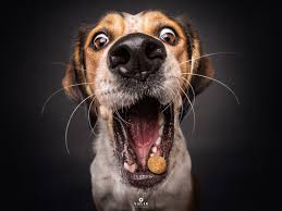 Dog hd wallpapers for for android, iphone, desktop. Download These Adorable Christian Vieler Dog Wallpapers For Your Iphone Applemagazine