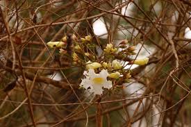 Image result for Bussea xylocarpa