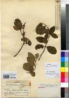 Image result for Acokanthera schimperi