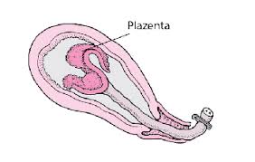 Meistens ist alles in bester ordnung. Geburtswehen Gesundheitsprobleme Von Frauen Msd Manual Ausgabe Fur Patienten