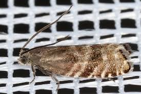 Image result for Cydia strobilella